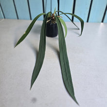 Load image into Gallery viewer, #G3 Anthurium Vittarifolium