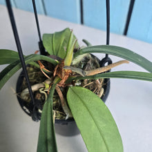 Load image into Gallery viewer, #G3 Anthurium Vittarifolium