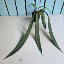 Load image into Gallery viewer, #H22 Anthurium Vittarifolium