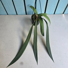 Load image into Gallery viewer, #H22 Anthurium Vittarifolium