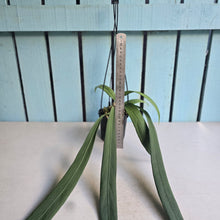 Load image into Gallery viewer, #H22 Anthurium Vittarifolium