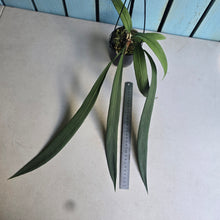 Load image into Gallery viewer, #H22 Anthurium Vittarifolium