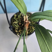 Load image into Gallery viewer, #H22 Anthurium Vittarifolium