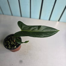 Load image into Gallery viewer, #H47 Anthurium Truncicola x Dark Night