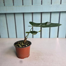 Load image into Gallery viewer, #H47 Anthurium Truncicola x Dark Night