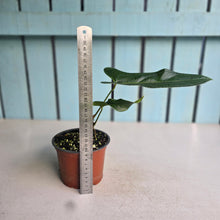 Load image into Gallery viewer, #H47 Anthurium Truncicola x Dark Night