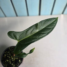 Load image into Gallery viewer, #H47 Anthurium Truncicola x Dark Night