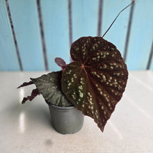 Load image into Gallery viewer, #H32 Begonia Unknown