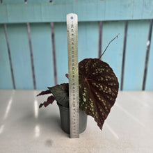 Load image into Gallery viewer, #H32 Begonia Unknown