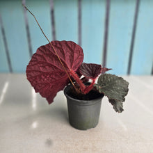 Load image into Gallery viewer, #H32 Begonia Unknown