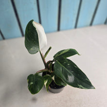 Load image into Gallery viewer, #P56 Philodendron White Princess