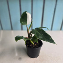 Load image into Gallery viewer, #P56 Philodendron White Princess