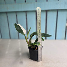 Load image into Gallery viewer, #P56 Philodendron White Princess