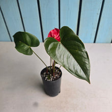 Load image into Gallery viewer, #H61 Anthurium Andraeanum