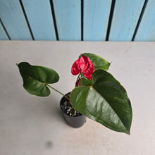 Load image into Gallery viewer, #H61 Anthurium Andraeanum