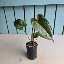 Load image into Gallery viewer, #H61 Anthurium Andraeanum