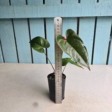 Load image into Gallery viewer, #H61 Anthurium Andraeanum