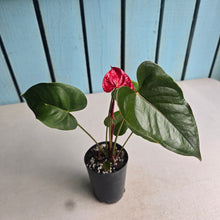 Load image into Gallery viewer, #H61 Anthurium Andraeanum