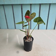 Load image into Gallery viewer, #H61 Anthurium Andraeanum