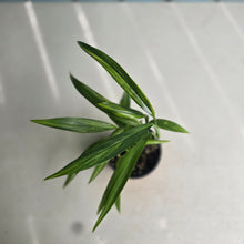 Load image into Gallery viewer, #G34 Variegated Epipremnum Amplissimum