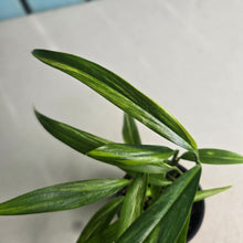 Load image into Gallery viewer, #G34 Variegated Epipremnum Amplissimum