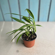 Load image into Gallery viewer, #G34 Variegated Epipremnum Amplissimum