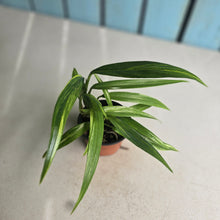 Load image into Gallery viewer, #G34 Variegated Epipremnum Amplissimum