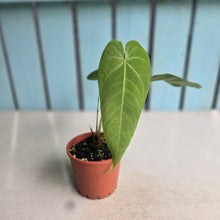 Load image into Gallery viewer, #H75 Anthurium Purple Mama