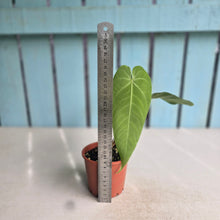 Load image into Gallery viewer, #H75 Anthurium Purple Mama