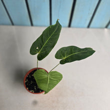 Load image into Gallery viewer, #H75 Anthurium Purple Mama