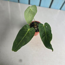 Load image into Gallery viewer, #H75 Anthurium Purple Mama