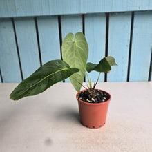 Load image into Gallery viewer, #H75 Anthurium Purple Mama