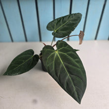 Load image into Gallery viewer, #H125 Anthurium NOID