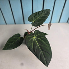 Load image into Gallery viewer, #H125 Anthurium NOID