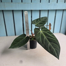 Load image into Gallery viewer, #H125 Anthurium NOID
