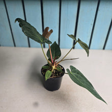 Load image into Gallery viewer, #H125 Anthurium NOID