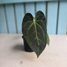 Load image into Gallery viewer, #P93 Dark Anthurium NOID