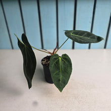 Load image into Gallery viewer, #P93 Dark Anthurium NOID
