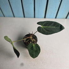 Load image into Gallery viewer, #P93 Dark Anthurium NOID
