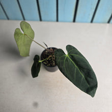 Load image into Gallery viewer, #P93 Dark Anthurium NOID