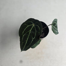 Load image into Gallery viewer, #B102 Anthurium Forgetii x