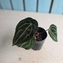Load image into Gallery viewer, #B102 Anthurium Forgetii x