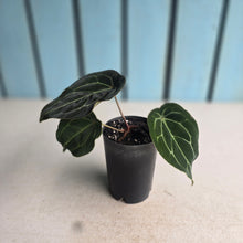 Load image into Gallery viewer, #B102 Anthurium Forgetii x