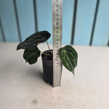 Load image into Gallery viewer, #B102 Anthurium Forgetii x