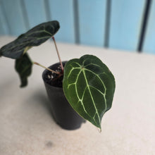 Load image into Gallery viewer, #B102 Anthurium Forgetii x