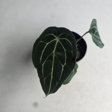 Load image into Gallery viewer, #B102 Anthurium Forgetii x
