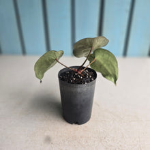 Load image into Gallery viewer, #B102 Anthurium Forgetii x