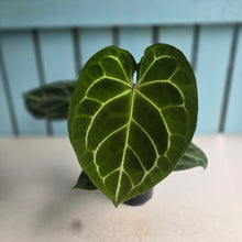 Load image into Gallery viewer, #P60 Anthurium Forgetii x Crystallinum Silver Blush