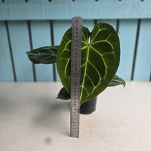 Load image into Gallery viewer, #P60 Anthurium Forgetii x Crystallinum Silver Blush