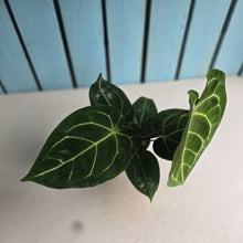 Load image into Gallery viewer, #P60 Anthurium Forgetii x Crystallinum Silver Blush